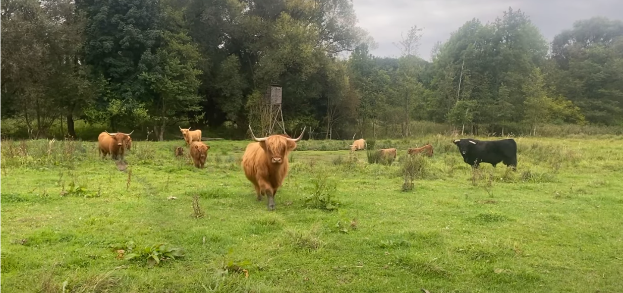 Video laden: 